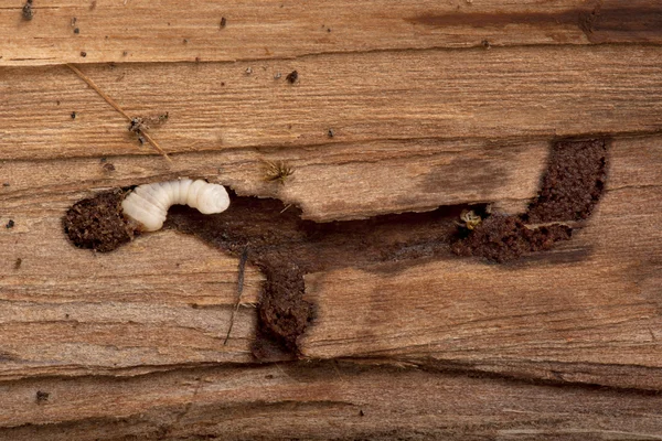 Longhorned Beetle larva, Cerambycidae Sp, burrowing into wood — Stock Photo, Image