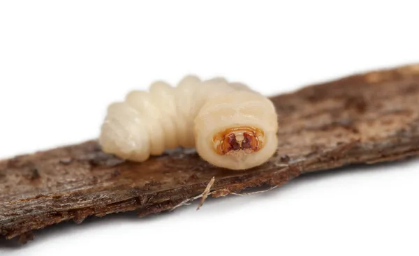 Личинки длинноногого жука Cerambycidae Sp на белом фоне — стоковое фото
