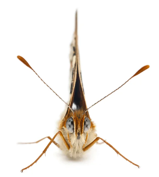 Knapweed parelmoervlinder, melitaea phoebe, voor witte achtergrond — Stockfoto