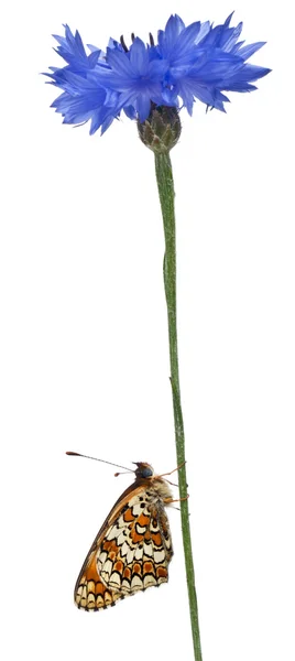 स्नैपवीड फ्रिटिलरी, मेलिटिया फीबे, सफेद पृष्ठभूमि के सामने मकई फूल स्टेम पर — स्टॉक फ़ोटो, इमेज