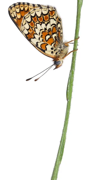 Tornister-Fritillary, Melitaea phoebe, auf Kornblumenstängel vor weißem Hintergrund — Stockfoto