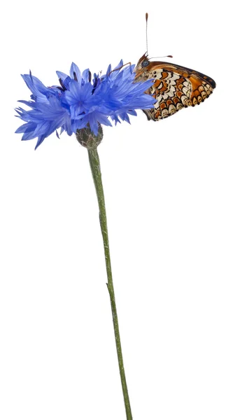 Knapweed Fritillary, Melitaea phoebe, sur bleuet devant fond blanc — Photo