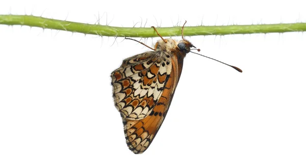 Knapweed parelmoervlinder, melitaea phoebe, op bloem stengel voor witte achtergrond — Stockfoto