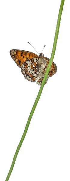 Knapweed Fritillary, Melitaea phoebe, su stelo floreale davanti a fondo bianco — Foto Stock