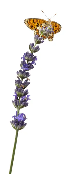 Knapweed Fritillary, Melitaea phoebe, on lavender flower in front of white background — Stock Photo, Image