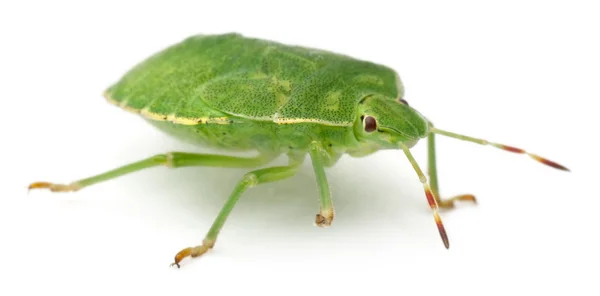 Insecto escudo verde, Palomena prasina, delante de fondo blanco — Foto de Stock