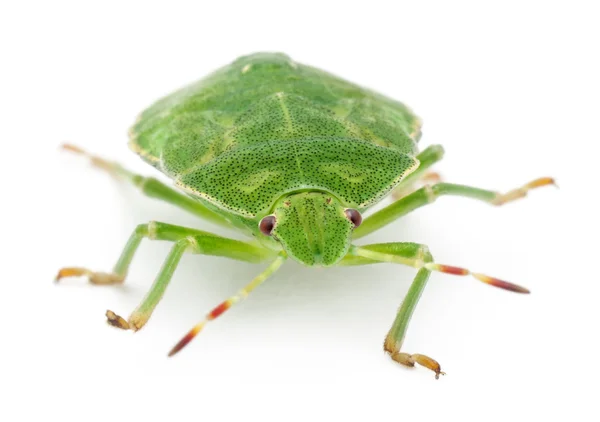 Insecto escudo verde, Palomena prasina, delante de fondo blanco — Foto de Stock