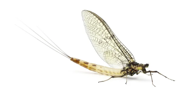 Mayfly, Ephemera danica, devant fond blanc — Photo