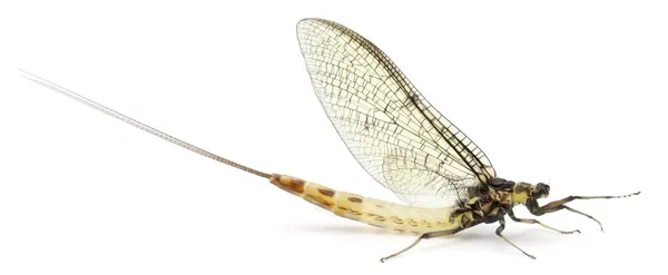 Mayfly, Ephemera danica, frente al fondo blanco — Foto de Stock