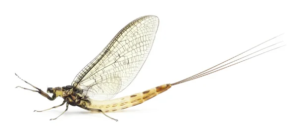 Mayfly, Ephemera danica, in front of white background — Stock Photo, Image