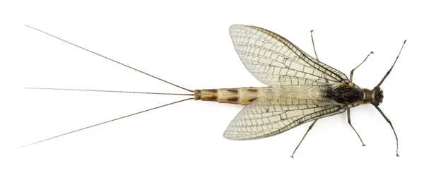 Vista de alto ángulo de Mayfly, Ephemera danica, frente al fondo blanco — Foto de Stock