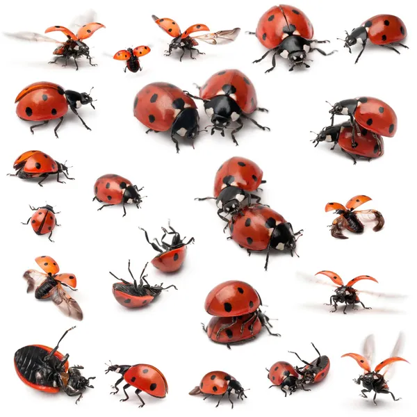 Collection of Seven-spot ladybirds, Coccinella septempunctata, in front of white background — Stock Photo, Image