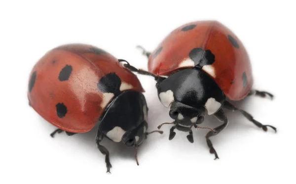 Seven-spot ladybirds, Coccinella septempunctata, in front of white background — Stock Photo, Image