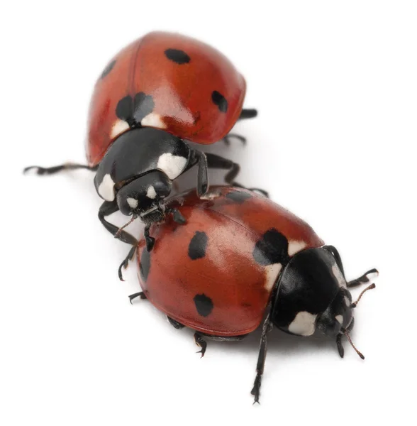 Seven-spot ladybirds, Coccinella septempunctata, in front of white background — Stock Photo, Image