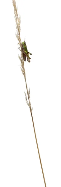 Grillo sobre una hierba en frente de fondo blanco —  Fotos de Stock