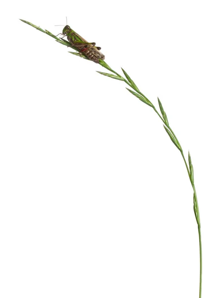 Grillo su un'erba davanti a sfondo bianco — Foto Stock