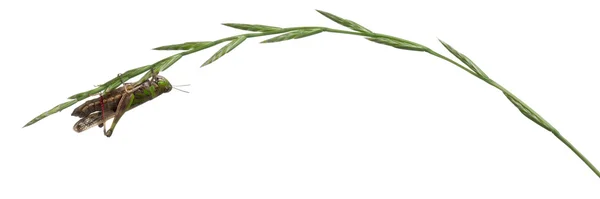 Grillo su un'erba davanti a sfondo bianco — Foto Stock