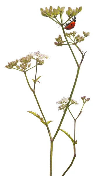 Семипятнистая божья коровка, Coccinella septempunctata, на стебле цветка на белом фоне — стоковое фото