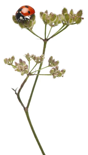 Joaninha de sete pontos ou joaninha de sete pontos, Coccinella septempunctata, no caule de flores na frente do fundo branco — Fotografia de Stock