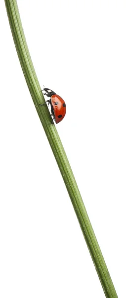 Coccinella septempunctata, coccinella a sette punti o coccinella a sette punti, su fusto vegetale davanti allo sfondo bianco — Foto Stock