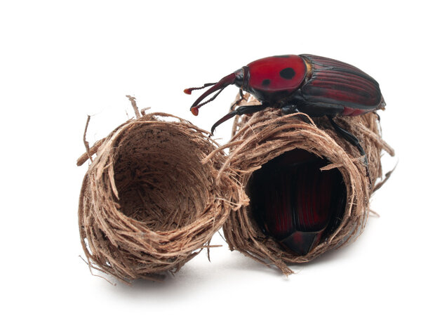 Red palm weevil, Rhynchophorus ferrugineus, and its cocoons in front of white background