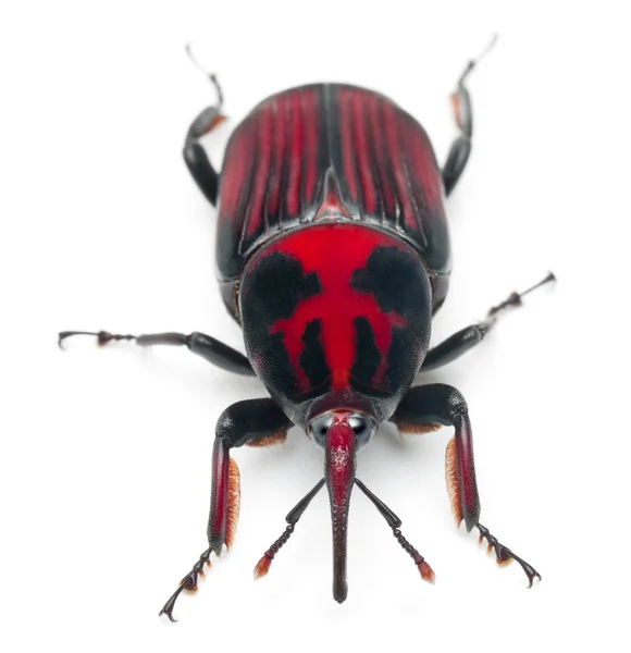 ชายปาล์มสีแดง weevil, Rhynchophorus ferrugineus, 3 สัปดาห์ต่อหน้าพื้นหลังสีขาว — ภาพถ่ายสต็อก