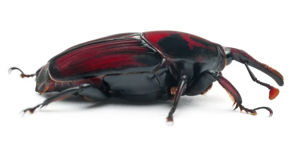 Male Red palm weevil, Rhynchophorus ferrugineus, 3 weeks old, in front of white background — Stock Photo, Image