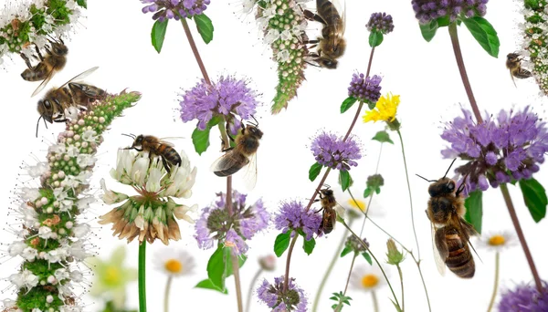 Female worker bees composition, Anthophora plumipes, in front of — Stock Photo, Image