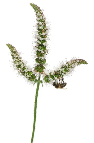 Abelha trabalhadora do sexo feminino, Anthophora plumipes, na planta na frente do fundo branco — Fotografia de Stock