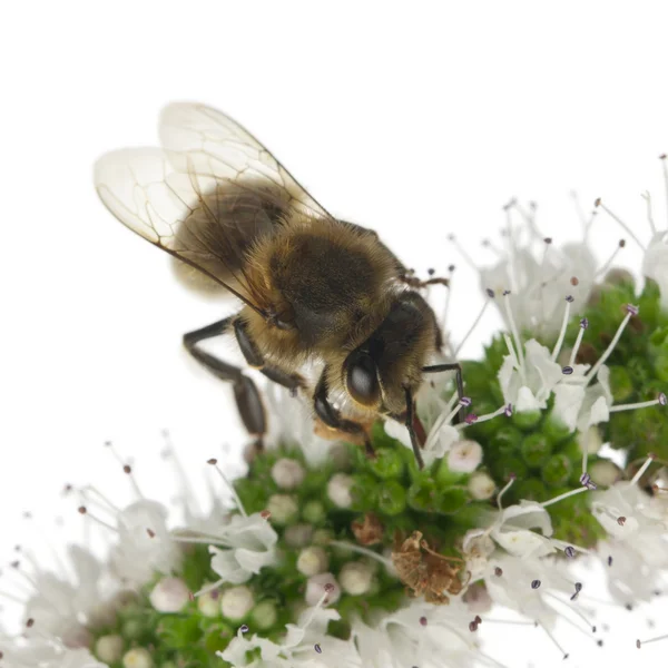 Пчела-работница, Антофора, на растении на белом фоне — стоковое фото