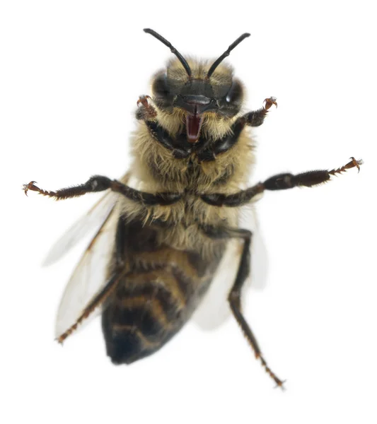 Εργάτριας μέλισσας, anthophora plumipes, μπροστά από το λευκό φόντο — Φωτογραφία Αρχείου