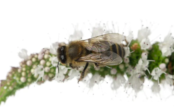 Női dolgozó méh, cseranyagot szaponint, fehér háttér előtt növény — Stock Fotó