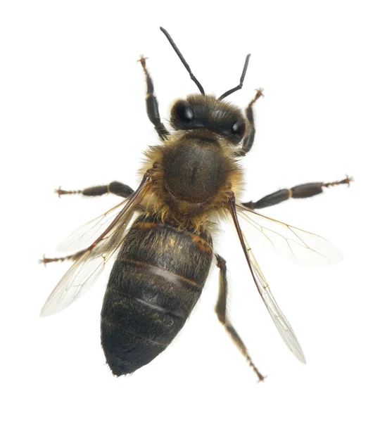Εργάτριας μέλισσας, anthophora plumipes, μπροστά από το λευκό φόντο — Φωτογραφία Αρχείου