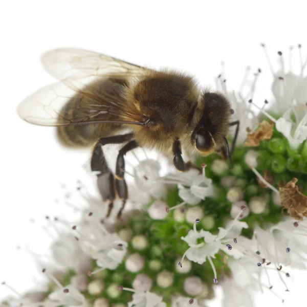 Női dolgozó méh, cseranyagot szaponint, fehér háttér előtt növény — Stock Fotó