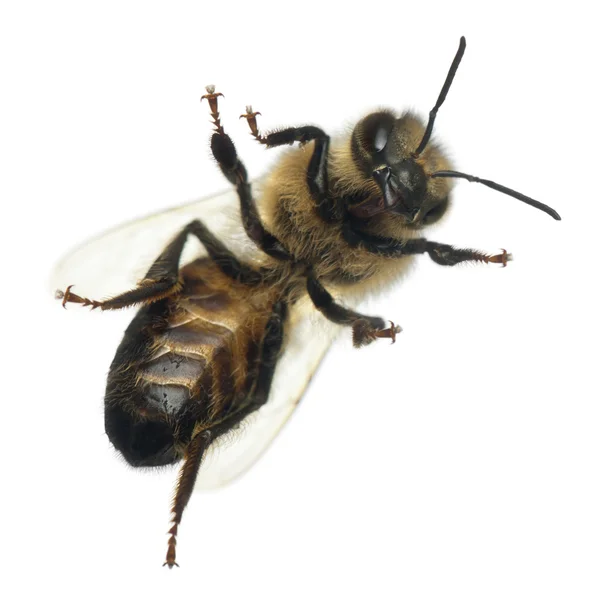 Ženské včelka, Pelonoska hluchavková před bílým pozadím — Stock fotografie