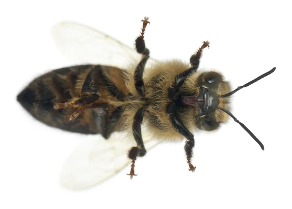 Ženské včelka, Pelonoska hluchavková před bílým pozadím — Stock fotografie
