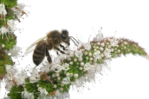Пчела-работница, Антофора, на растении на белом фоне — стоковое фото