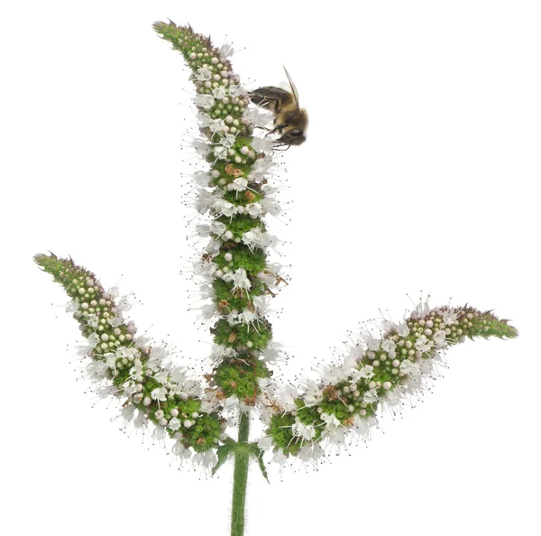 Pszczoła robotnica kobiece, plumipes anthophora, roślin przed białym tle — Zdjęcie stockowe