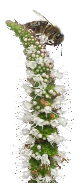 女性労働者蜂、白い背景の前に植物の anthophora plumipes — ストック写真
