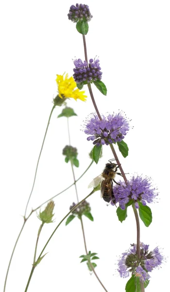 Ženské včelka, Pelonoska hluchavková, na rostlině před bílým pozadím — Stock fotografie