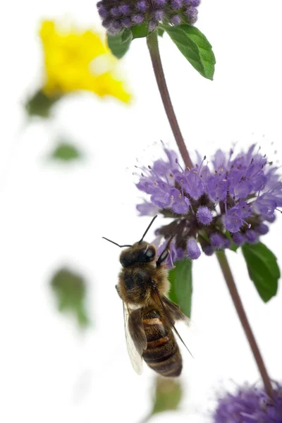 Ženské včelka, Pelonoska hluchavková, na rostlině před bílým pozadím — Stock fotografie