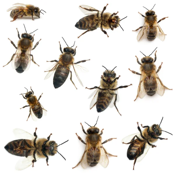 Kvinnlig arbetare bi, anthophora plumipes, framför vit bakgrund — Stockfoto