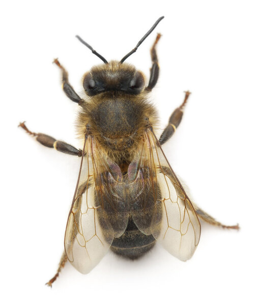 Female worker bee, Anthophora plumipes, in front of white background