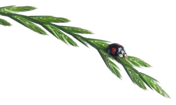 Asiatischer Marienkäfer, Japanischer Marienkäfer oder Harlekin-Marienkäfer, Harmonia axyridis, auf Pflanze vor weißem Hintergrund — Stockfoto
