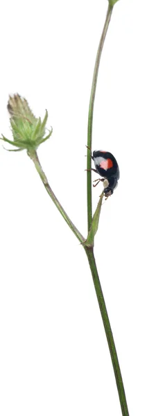 Besouro senhora asiática, ou joaninha japonesa ou a joaninha arlequim, Harmonia axyridis, na planta na frente de fundo branco — Fotografia de Stock