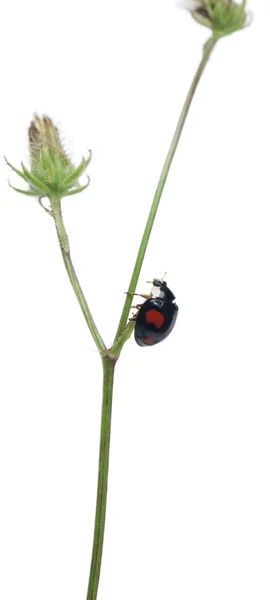 Aziatische Dame beetle, of Japanse lieveheersbeestje of het harlequin lieveheersbeestje, harmonia axyridis, op plant voor witte achtergrond — Stockfoto