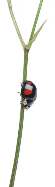 Asiatischer Marienkäfer, Japanischer Marienkäfer oder Harlekin-Marienkäfer, Harmonia axyridis, auf Pflanze vor weißem Hintergrund — Stockfoto
