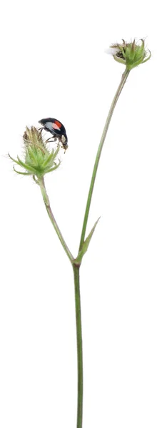 Escarabajo asiático, o mariquita japonesa o mariquita arlequín, Harmonia axyridis, sobre planta frente a fondo blanco —  Fotos de Stock
