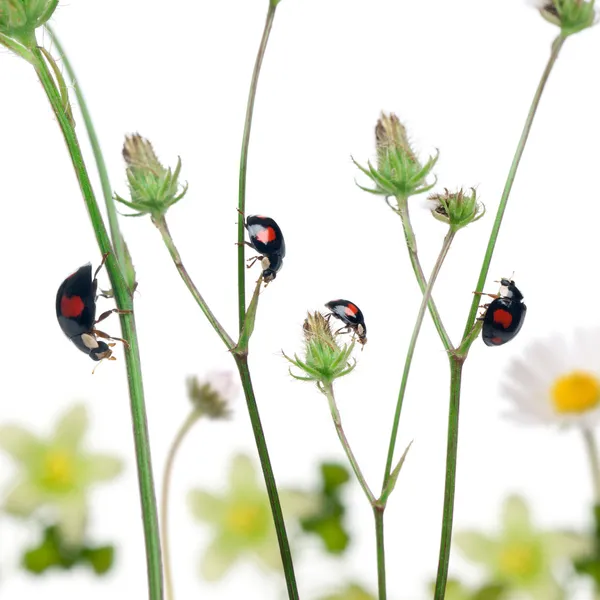 Asian lady beetles, or Japanese ladybug or the Harlequin ladybir — Stock Photo, Image