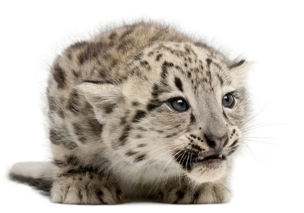 Snow leopard, Uncia uncia ou Panthera uncial, 2 meses, na frente do fundo branco — Fotografia de Stock